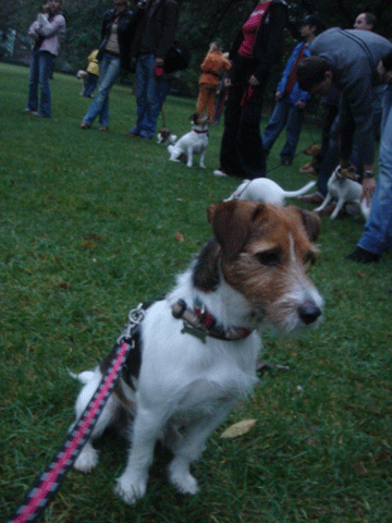 f0077150_21104672.gif