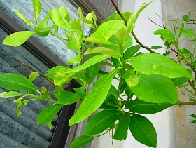 もう飛ぶまいぞ この蝶々 ことのは ふらり ゆらり ふわり もう飛ぶまいぞ この蝶々 ことのは ふらり ゆらり ふわり