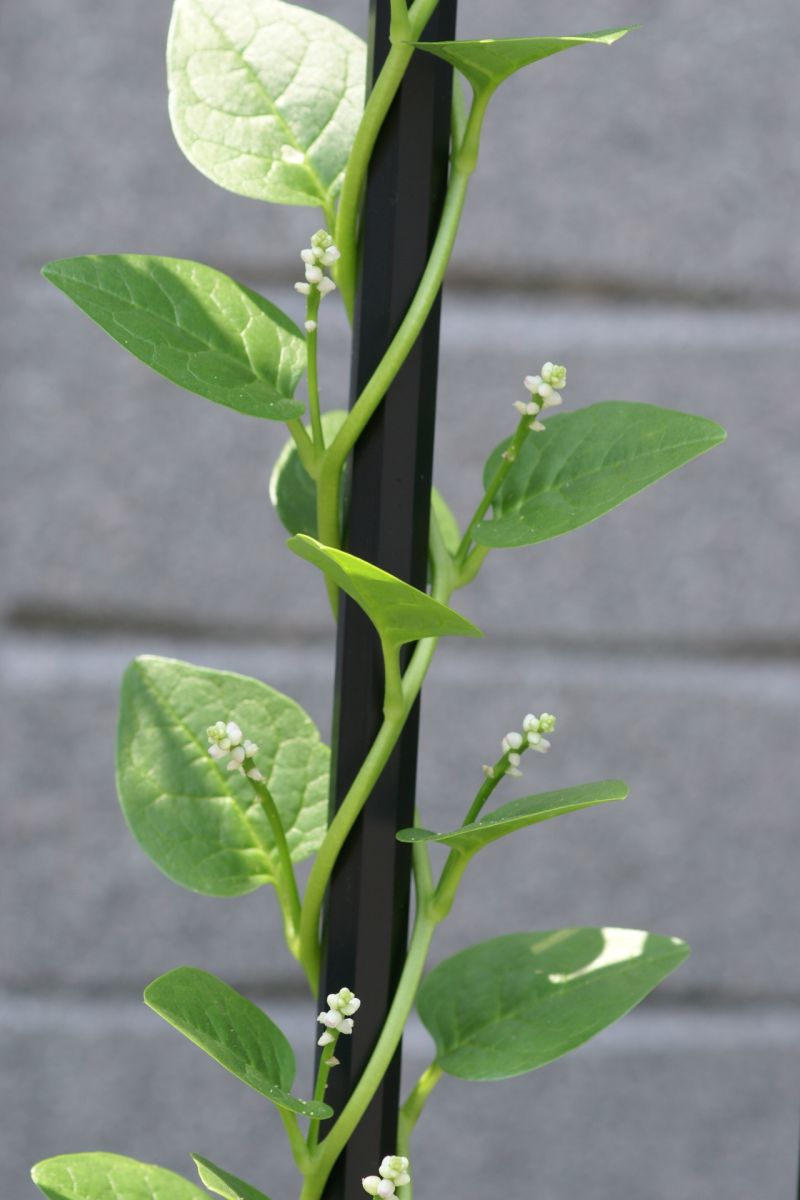 つた つる ２ それはときどき植物の意思をあらわすー 月下 桜 の 世界