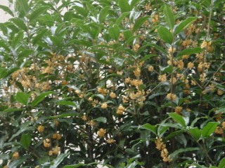 b0026408_241042.jpg