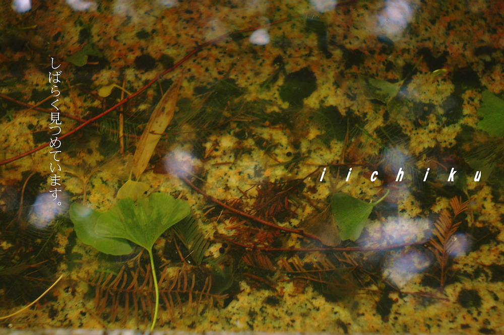 f0071708_17514093.jpg