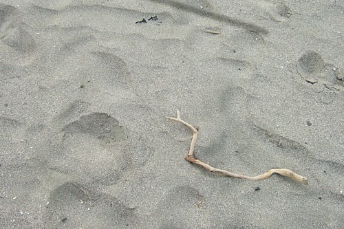 e0080212_1511224.jpg