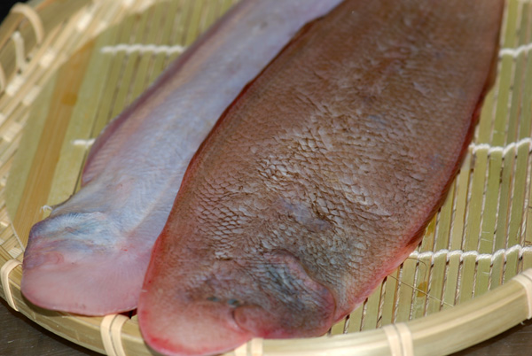 赤舌平目 の紹介です 上品な味わいの魚です 魚屋三代目日記 赤舌平目 の紹介です 上品な味わいの魚です 魚屋三代目日記