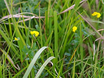 野草園のアサギマダラ_d0001300_21432373.jpg