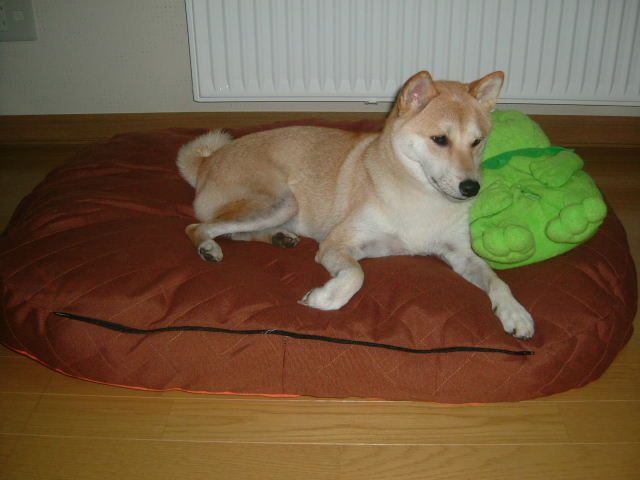 e0090110_11142565.jpg