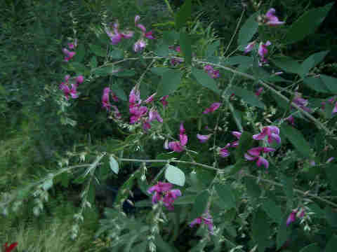 c0086221_21352418.jpg