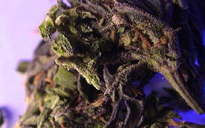★マリファナ草(大麻草)って?どんな植物?(◎_◎;)コレカ!!_f0100060_1253419.jpg
