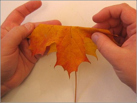 ★カエデの葉でバラの花をつくる方法とは?\(゚o゚;)/ウヒャー!!_f0100060_8475568.jpg