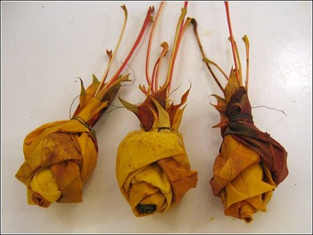 ★カエデの葉でバラの花をつくる方法とは?\(゚o゚;)/ウヒャー!!_f0100060_92620.jpg