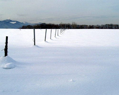 ファーゴ Mixed Bag Life ファーゴ Mixed Bag Life