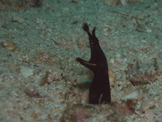 [dive.134] お勤め先では深場に沈んで浅場で浮上_d0056263_7274964.jpg