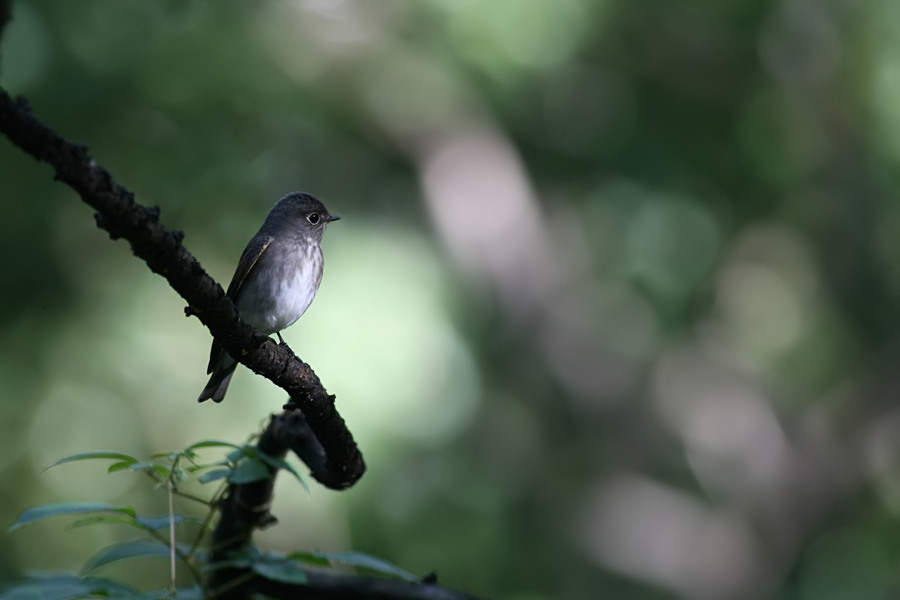 サメビタキⅡ Siberian Flycatcher_e0071575_23335100.jpg