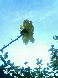 d0051178_23573257.jpg