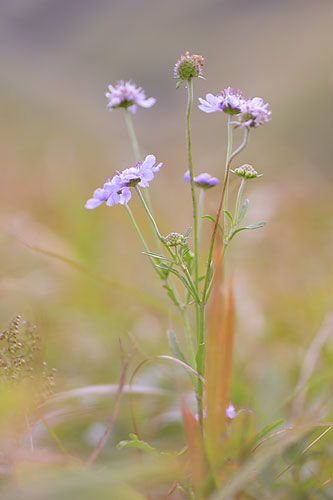 キュウシュウコゴメグサ　　　　Euphrasia insignis ssp. iinumae var. kiusiana_c0038290_1195167.jpg