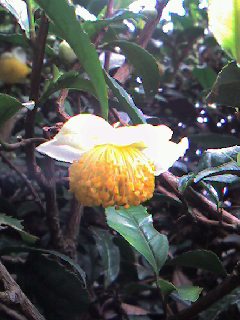 お茶の花_b0049307_1747417.jpg