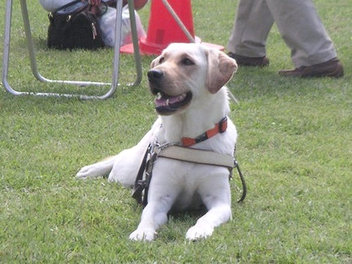 祝 盲導犬 アリエル号 誕生 しろくまファミリーのpuppy日記