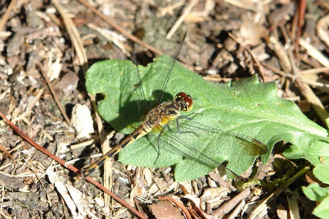 各務野自然遺産の森_b0088444_2442521.jpg