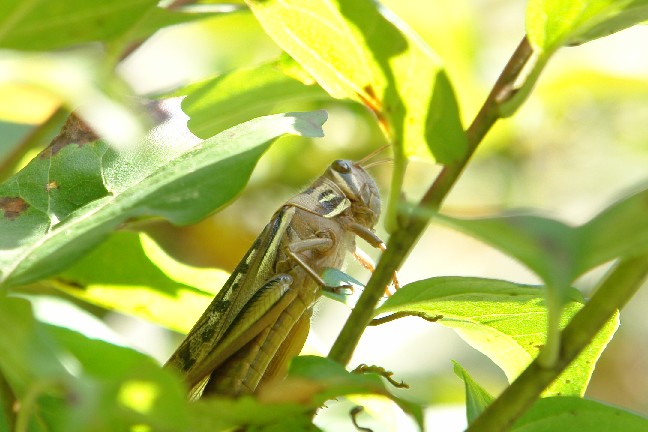 各務野自然遺産の森_b0088444_2464939.jpg