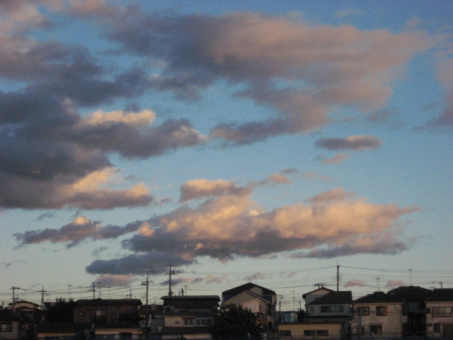 草むらマニア _b0097747_23122347.jpg