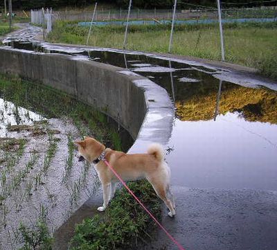 2006年10月7日(土)・・・豪雨の翌日_f0060461_1785069.jpg