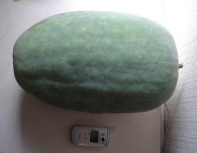 冬瓜実物_e0000266_1674184.jpg