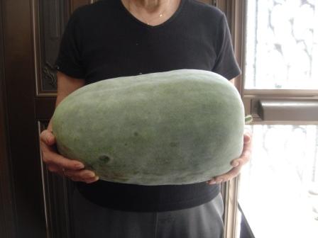 冬瓜実物_e0000266_1682699.jpg