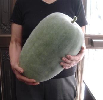 冬瓜実物_e0000266_1683333.jpg