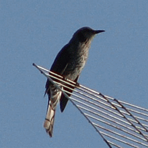 f0104569_22171941.gif