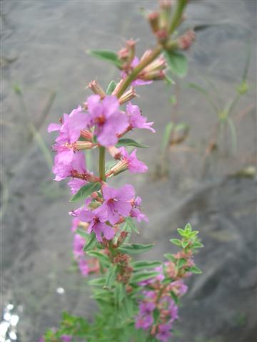 ミソハギ(禊萩、千屈菜)_c0085874_21291074.jpg