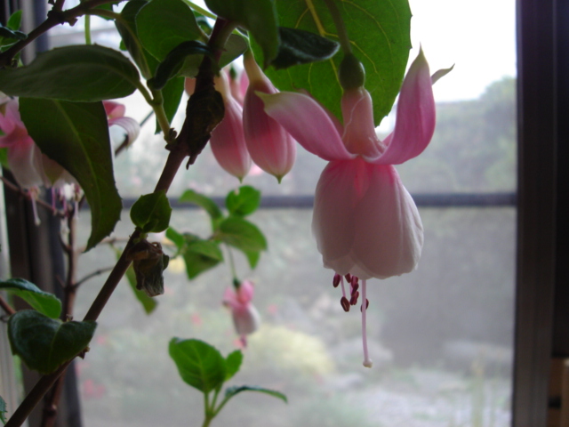 お花でラテン語 39 花 花日記