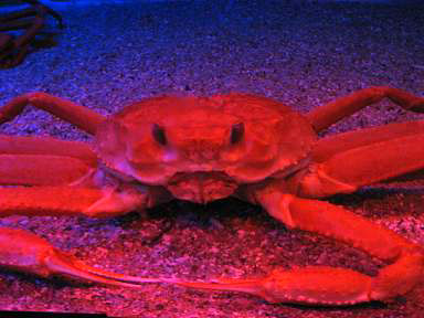 石川（能登島）：能登島水族館、能登カフェ（カフェ）_b0089578_055175.jpg