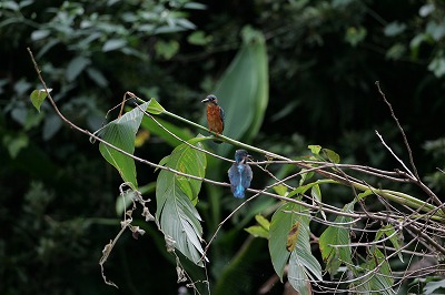 野鳥アルバム_b0047179_14191937.jpg