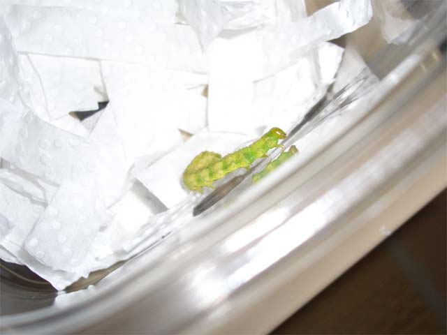 バジルの花束と一緒に我が家にやってきた青虫 昆虫ブログ むし探検広場 バジルの花束と一緒に我が家にやってきた青虫 昆虫ブログ むし探検広場
