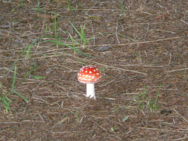 e0090110_1413756.jpg