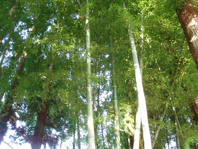 c0086014_8472169.jpg