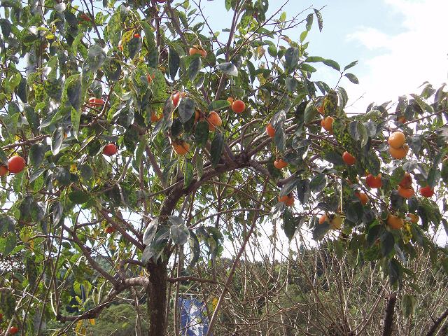 c0086014_851040.jpg