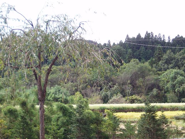 c0086014_854010.jpg