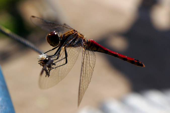 e0028952_536436.jpg