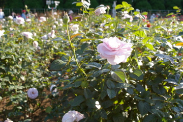 神代植物公園_e0095468_22372880.jpg