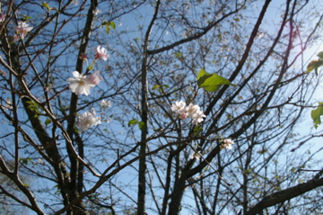 神代植物公園_e0095468_22413668.jpg