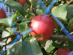e0013399_19212210.jpg