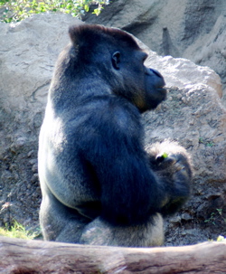 ロロパークの動物たちとショップ_a0058941_19255436.jpg