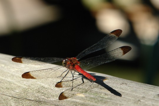 b0088444_113160.jpg