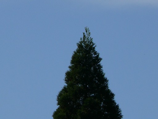 b0088444_1133991.jpg