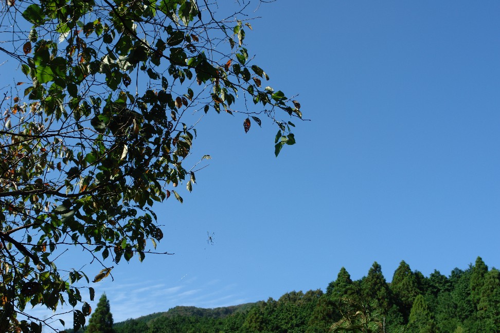 b0088444_135350.jpg