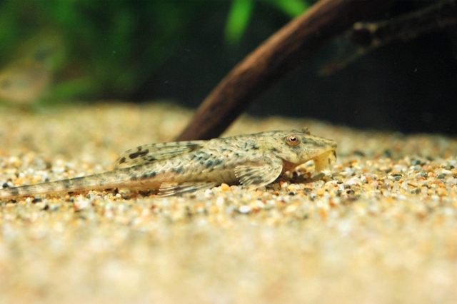 ロリカリア科 フィラメントの意味 枝支部