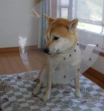 2006年10月10日(火)・・・愛ちゃんのブルーな日_f0060461_20531884.jpg