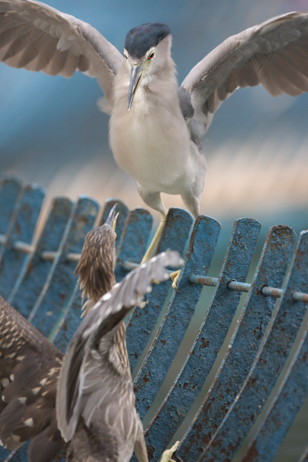 天王寺動物園256_e0060169_6552240.jpg