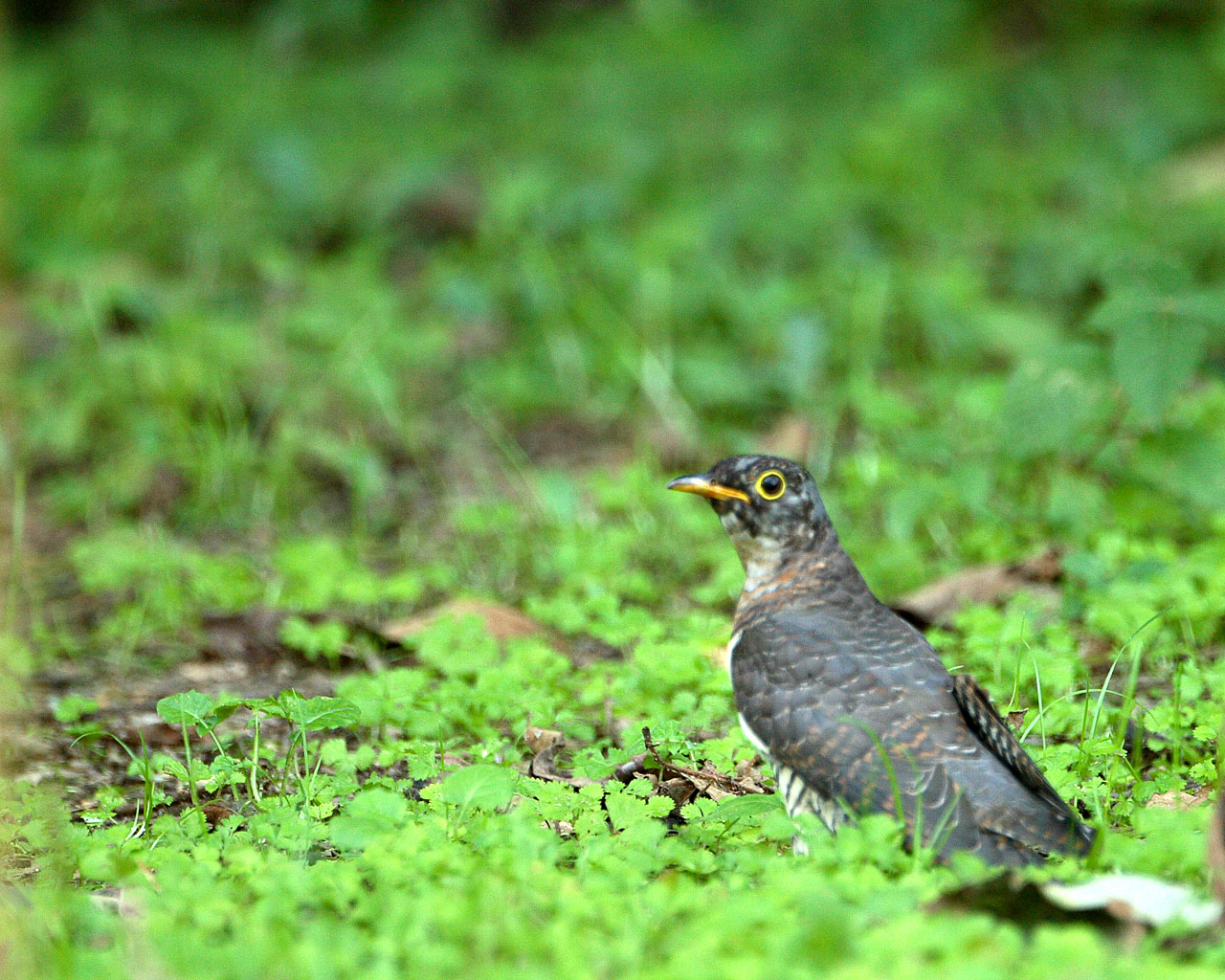 地面に降りたツツドリ 緑の中の野鳥の壁紙 Life With Birds 3 地面に降りたツツドリ 緑の中の野鳥の壁紙 Life With Birds 3