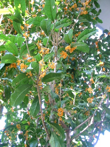 e0031572_9153456.jpg
